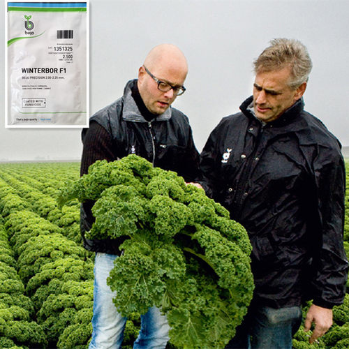 荷兰bejo羽衣甘蓝种子耐寒