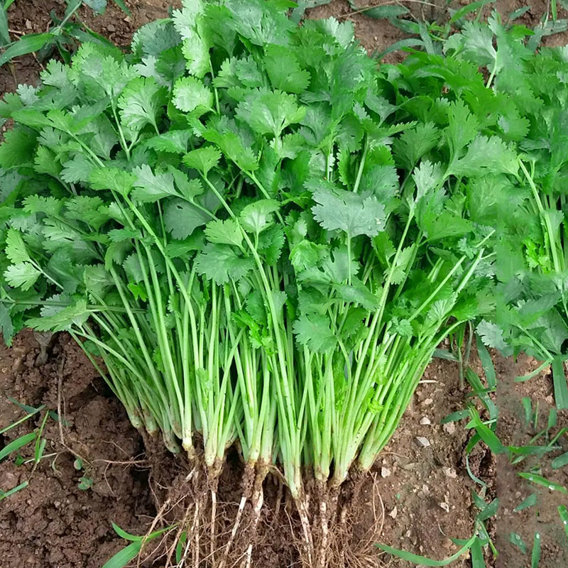 四季叶菜香菜种子老品种春秋季阳台大小叶香菜种子耐寒耐热蔬菜籽 鲜花速递/花卉仿真/绿植园艺 家庭园艺种子 原图主图