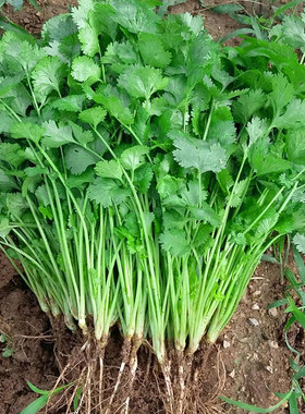 四季叶菜香菜种子老品种春秋季阳台大小叶香菜种子耐寒耐热蔬菜籽