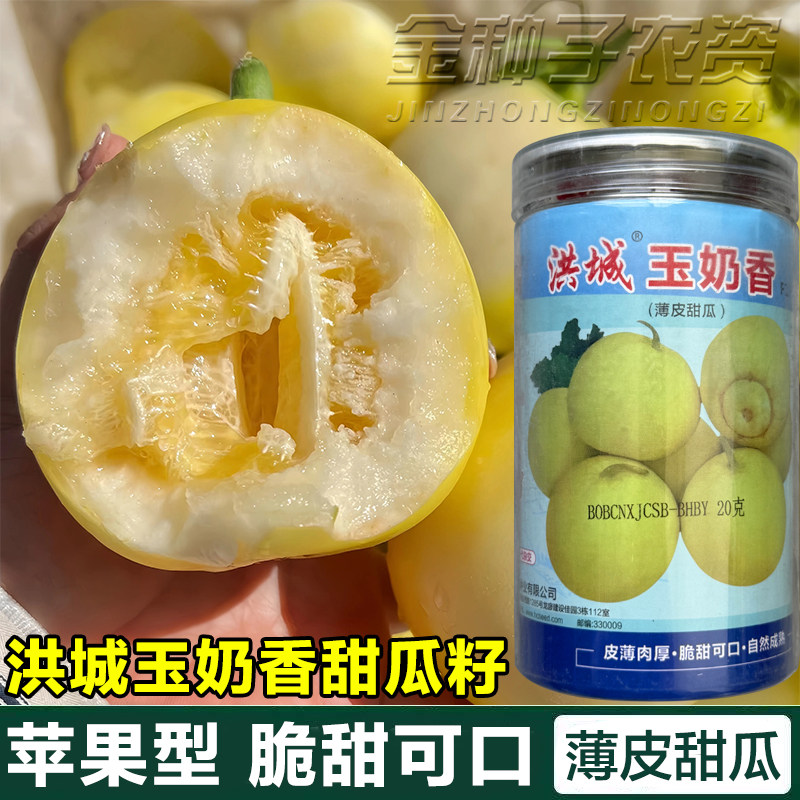 洪城玉奶香甜瓜种子苹果型薄皮脆甜可口水果籽奶香薄皮甜瓜种子籽