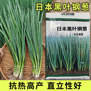 日本黑叶钢葱全能香葱种子耐热耐寒抗病细叶硬杆钢葱种小香葱种籽