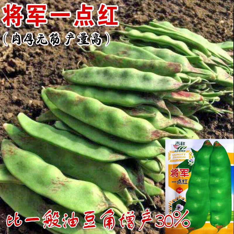 将军一点红油豆种子 春季秋季播蔬菜籽 面豆角菜豆大田高产豇豆孑图片