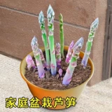 Семена спаржи Четыре сезона, посеянные годы зеленой жаркой семя