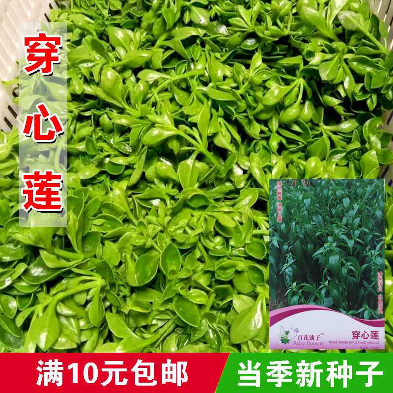 菜用穿心莲种子养心菜种子健田七三七种子四季播蔬菜种孑春季种