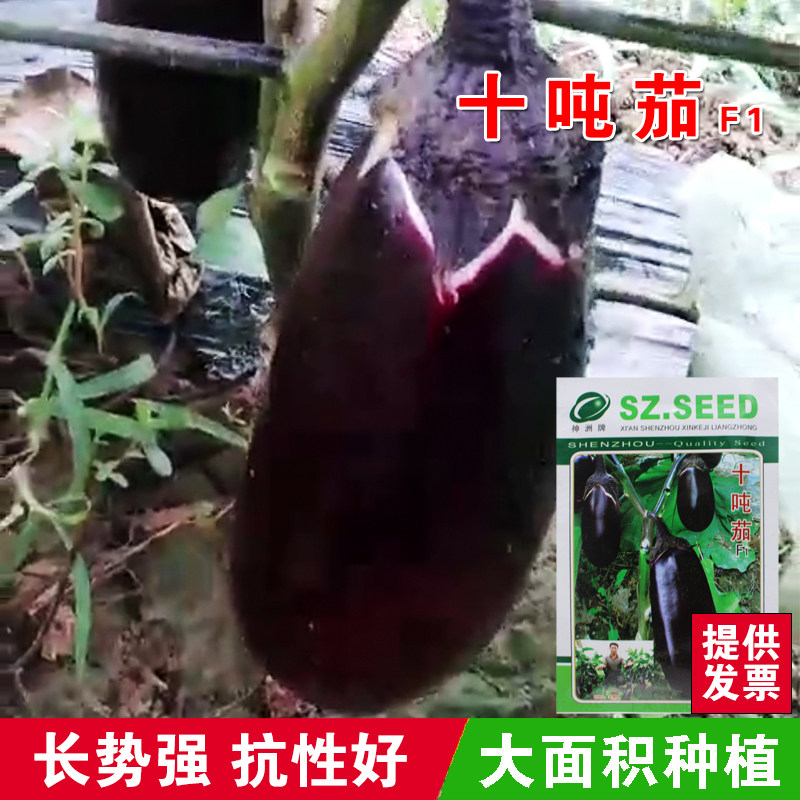 十吨茄油罐茄 特大牛心茄种子 紫皮籽少 矮瓜紫红茄子 紫茄罐大果,鲜花速递/花卉仿真/绿植园艺,家庭园艺种子,淘宝优惠券,粉丝福利购,淘宝优惠卷