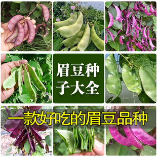 四季 蔬菜种子大全豆角种子 扁豆角紫扁豆荷兰豆种子 眉豆种子任选