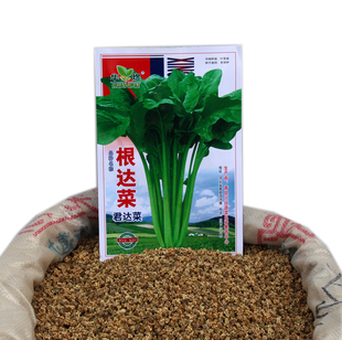 阳台种菜 蔬菜种子 根达菜种子 牛皮菜 莙荙菜 君达菜 易种四季播