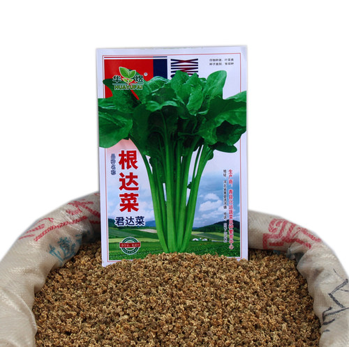 阳台种菜种子根达菜牛皮易种