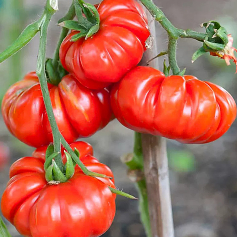 超甜冰淇淋马蹄大番茄蔬菜西红柿