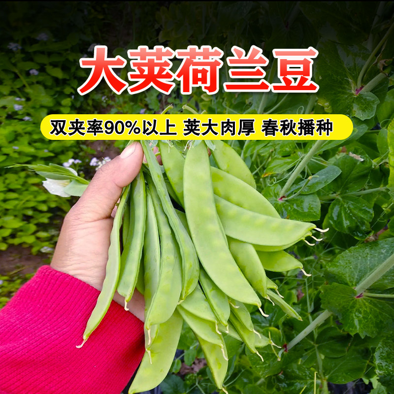 好种高产春秋四季荷兰豆图片