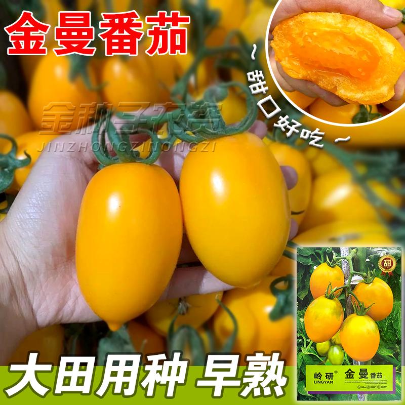 金曼番茄种籽孑子苗四季阳台图片