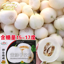 超甜白糖罐早熟品种甜瓜种子 抗病性强不裂果不烂瓜耐储运春季播