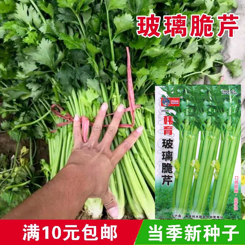 玻璃适合阳台盆栽种子