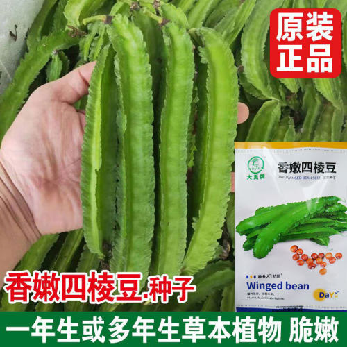 香嫩四棱豆种子一年生或多年生