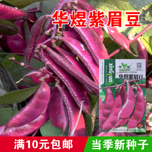 华煜紫眉豆种子扁豆家庭菜园播种