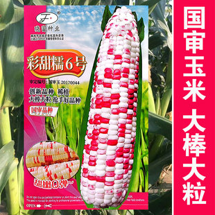 大全糯黏玉米籽南方彩糯香东北粘孑 彩甜糯6号高产量玉米种子春季