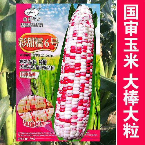 彩甜糯6号玉米种子粘糯好吃