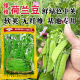 爱德万斯雅小荚荷兰豆种子亮绿中荚软荚无纤维基地专用蔬菜种子