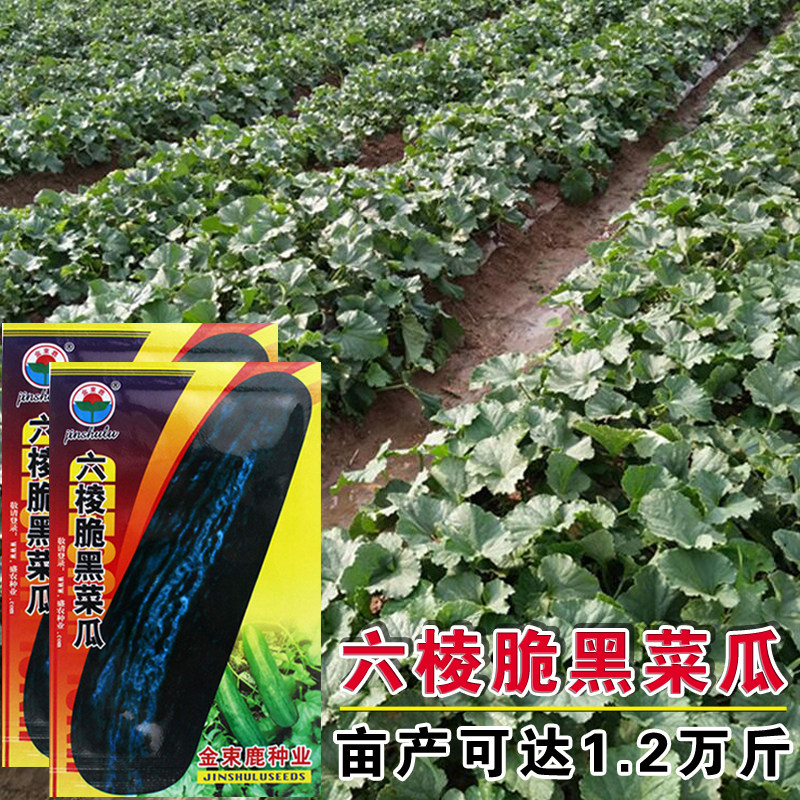 六棱黑皮棱子酥种子黑皮酥瓜脆瓜菜瓜籽生吃腌菜凉拌露天大棚水果