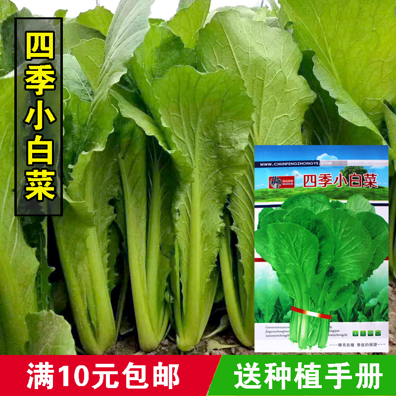 青梗四季小白菜种子春夏秋冬季种植种孑蔬菜盆栽四季种籽盆栽