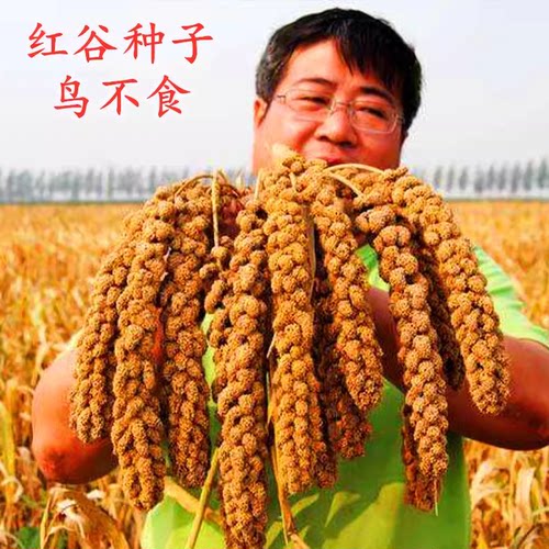红色四季高产种子包邮