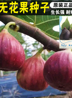 无花果种子 四季庭院播种 蜜果 奶浆果 文仙果树苗果树种子籽春播