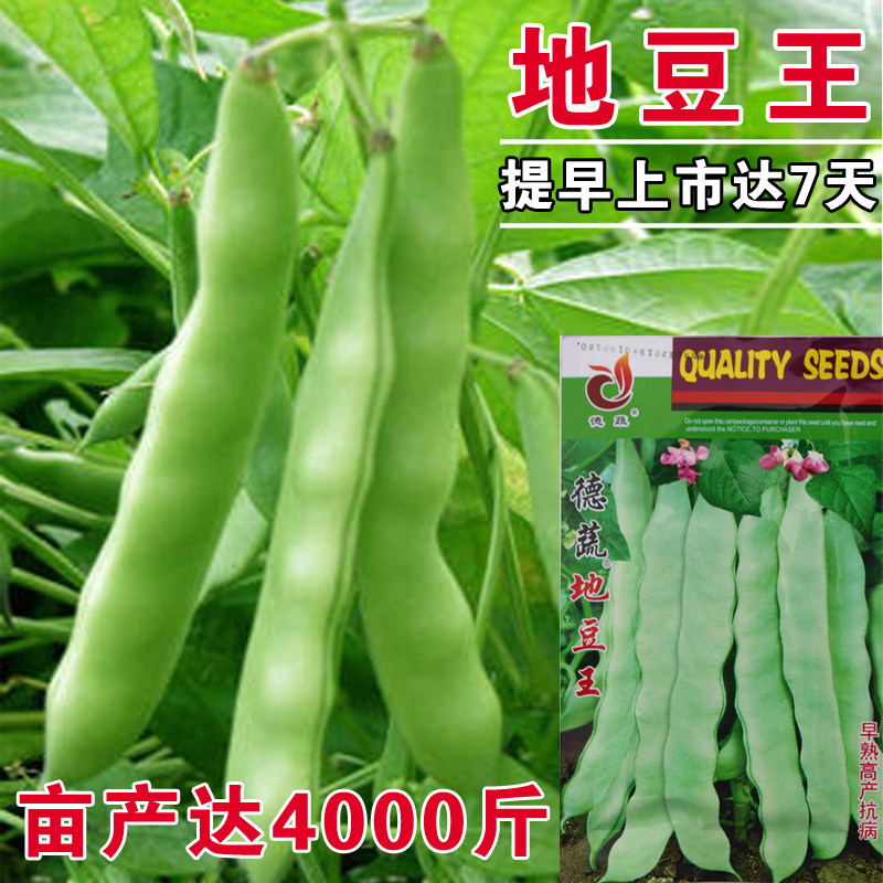 德蔬地豆王种子 四季豆芸豆无架蔬菜种籽 农家四季播高产菜豆种子