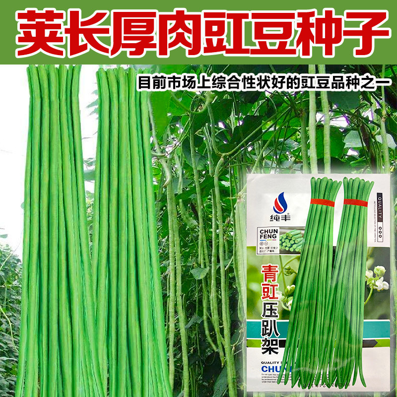 长豆角摘不败厘米春季蔬菜种子图片