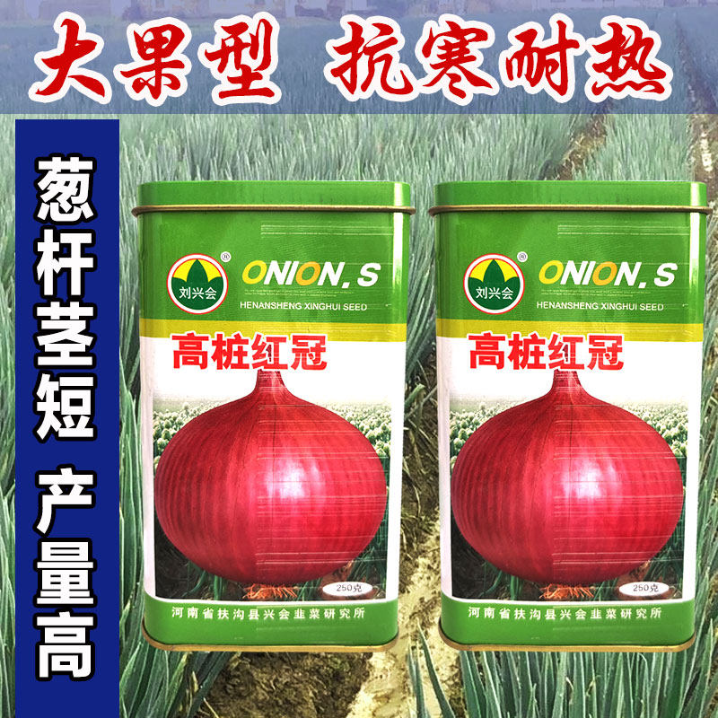 洋葱圆葱种子中高桩中早熟品种冬季口感脆高桩红冠洋葱种子孑秋季