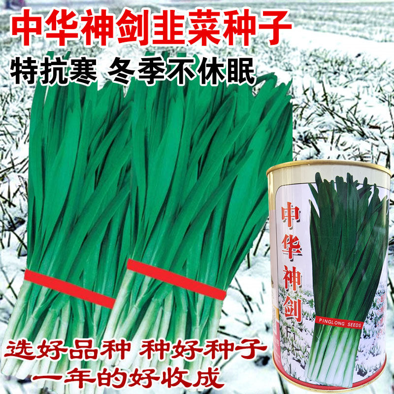 冬季不休眠雪韭王宽叶韭菜种籽四季盆栽种子春季蔬菜籽种大棚种子