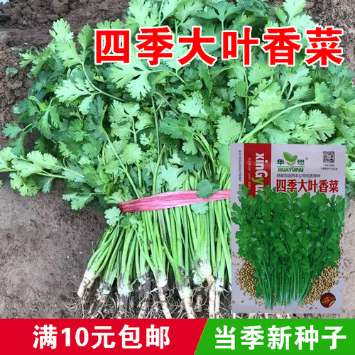 四季大叶香菜种子耐寒老品种抗热香菜四季香菜种子小叶香菜种子籽 - 封面