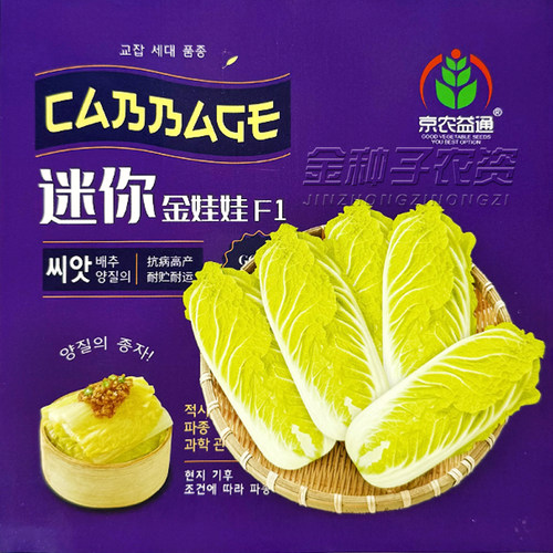 常丰迷你金娃娃F1白菜种子早熟