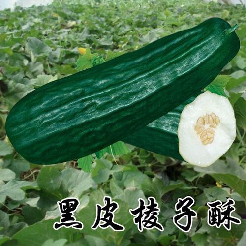 酥瓜春季早熟耐热种子