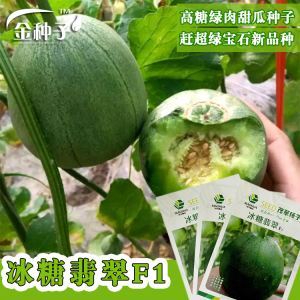 蔬菜翡翠绿宝石春季早熟薄皮甜瓜