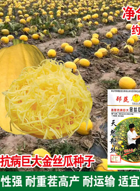 蔬菜庭院爬藤种孑金丝绞瓜