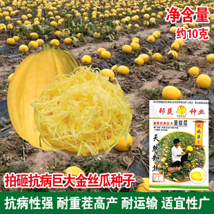 搅瓜金丝绞瓜种籽金瓜丝黄金瓜种子庭院爬藤蔬菜种孑 茭瓜种春秋季