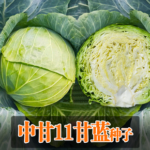 中甘十一甘藍種籽早熟卷心菜包心包菜種子四季 大田蔬菜種子 春秋季