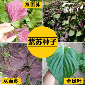 蔬菜双色紫苏阳台盆栽四季籽种子