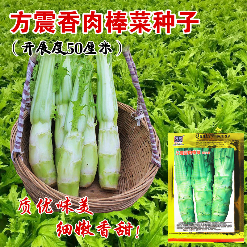 薄皮棒菜种子白皮芥菜种菜菜脑壳四川花叶菜头川渝特色秋播蔬菜籽
