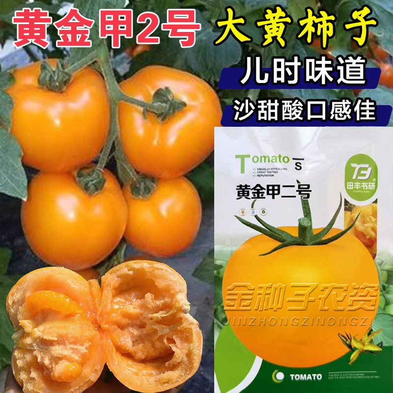 黄金甲2号大黄柿子番茄种子沙甜酸口感佳果量大西红柿种子苗春季