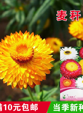 原厂彩包麦秆菊防辐射花卉种子