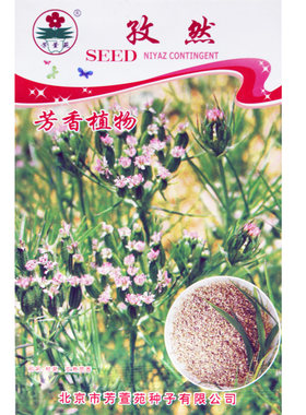 芳香孜然安息阳台盆栽茴香