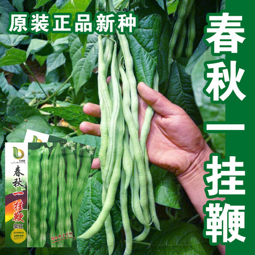 种孑泰国高产爬藤蔬菜四季豆