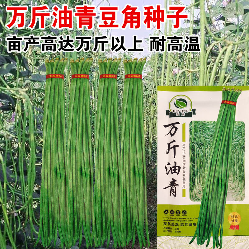 万斤油青长豆角种子绿豇豆种子 青豆角 黑籽豆角菜豆春季夏秋播种