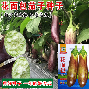 东北茄子花茄子面包茄子吉林特产新鲜蔬菜可做酱茄子炖茄子蒜茄子