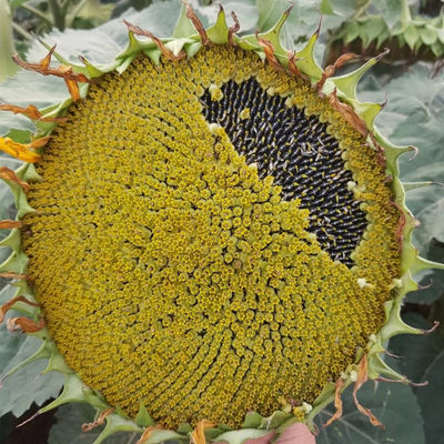 美国矮大头油葵种子出油率高食葵