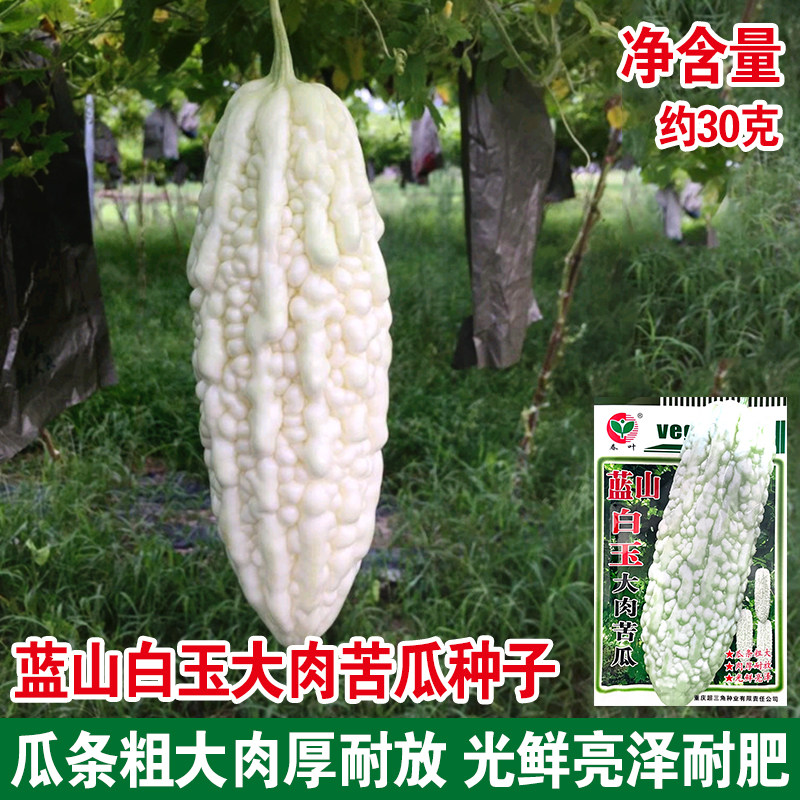 蓝山白玉大肉苦瓜长白苦瓜种子四季播种白色苦瓜大田庭院蔬菜种籽