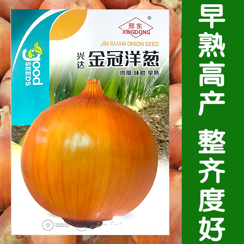 黄皮四季阳台盆栽简单洋葱种子