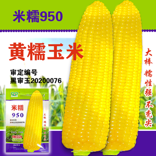 东北玉米黏玉米粘玉米种子甜粘糯米糯950玉米籽早熟大棒春夏季 播