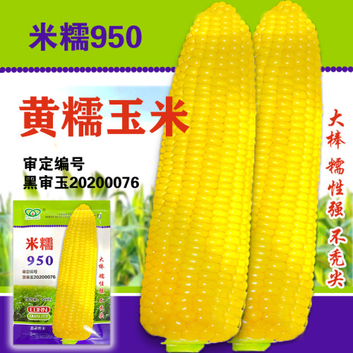 东北玉米黏玉米粘种子甜粘糯